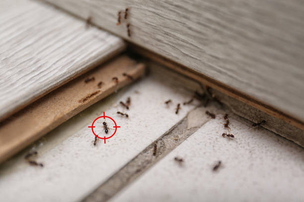 Best Flea Control Services  in Carl Junction, MO