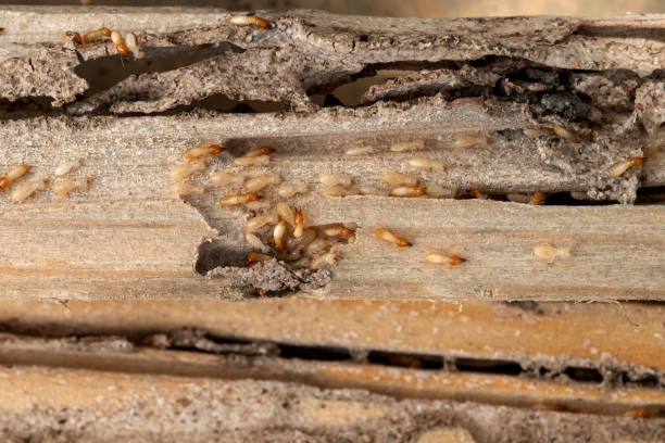 Best Best Pest Control Companies  in Carl Junction, MO